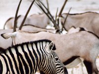 Zebra and Gemsbok